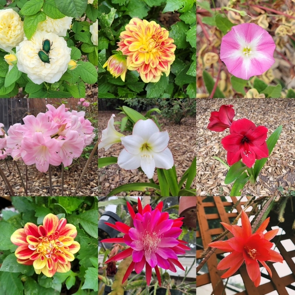 Meet your Posher, Rachel - Picture 7 of 7